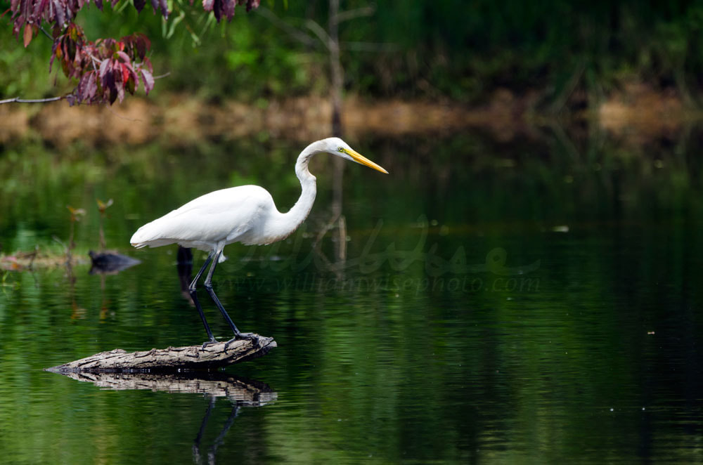 White Great Egret wading bird spear fishing Picture
