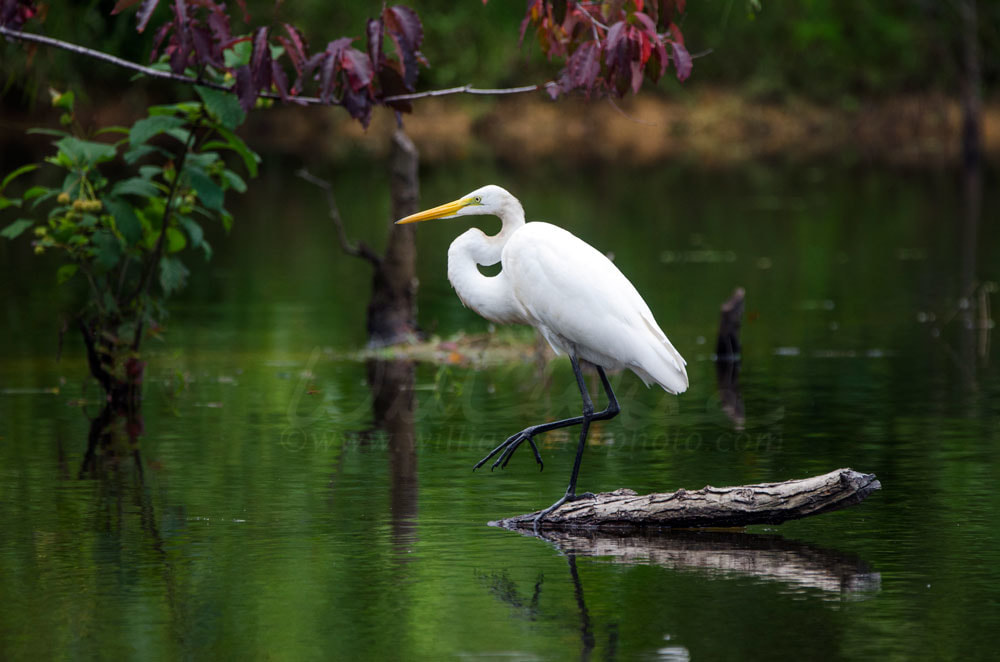 White Great Egret wading bird spear fishingon log in swamp Picture