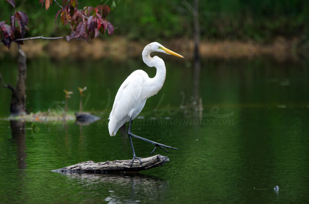 Great Egret in green swamp bog Picture
