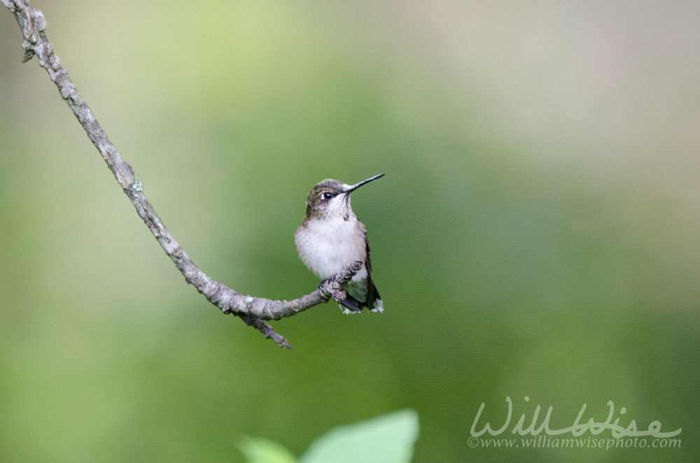 Ruby-throated Hummingbird on perch Picture