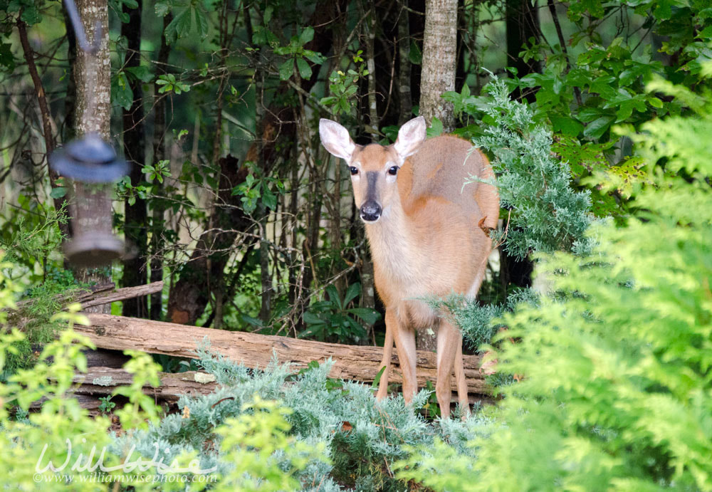 White-tailed Deer Doe Picture
