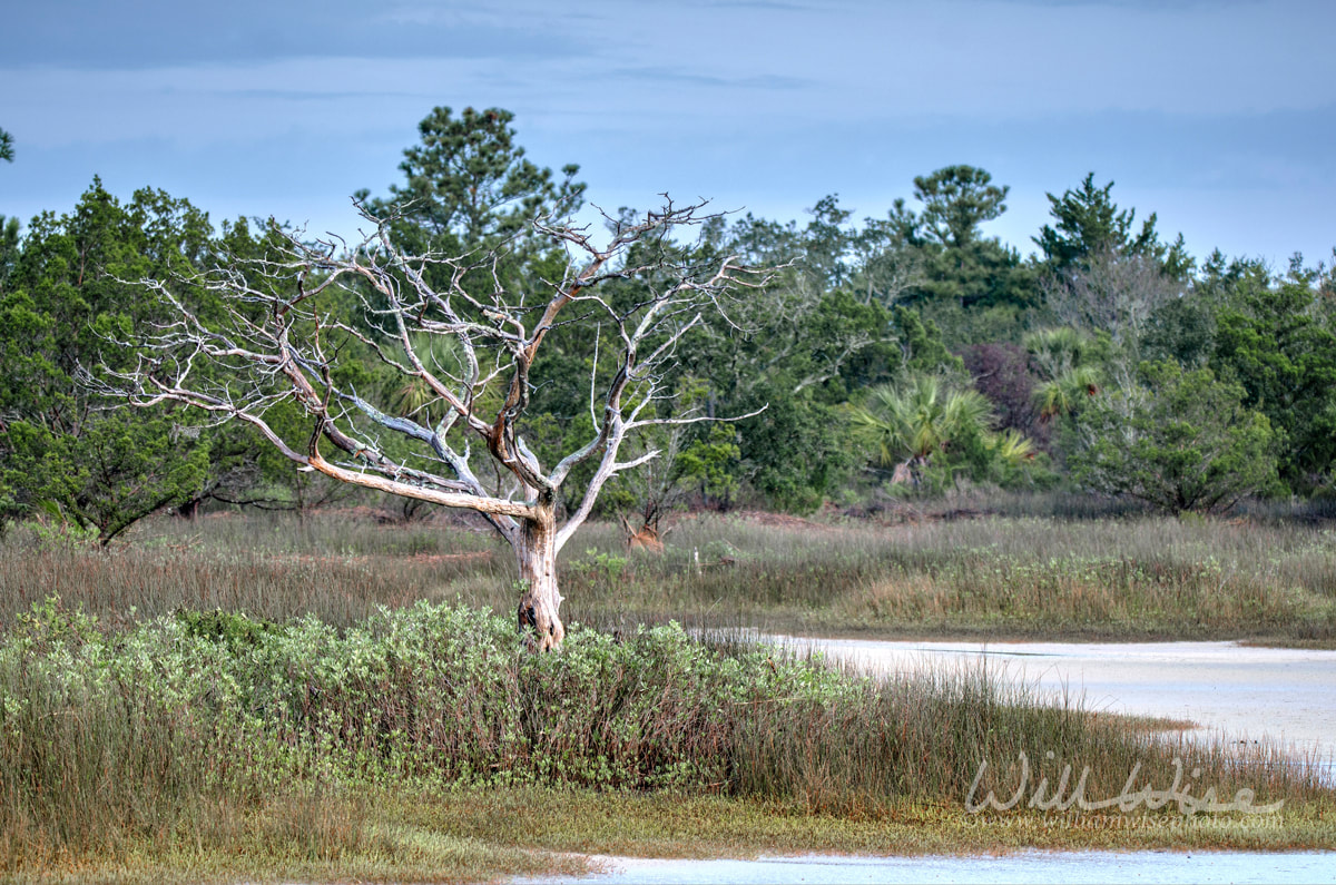 Gnarled dead tree skeleton in salt marsh, Pickney Island National Wildlife Refuge, USA Picture