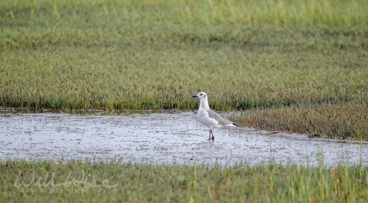 Laughing Gull bird in salt marsh, Pickney Island National Wildlife Refuge, USA Picture