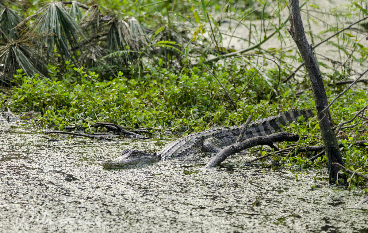 American Alligator, Pickney Island National Wildlife Refuge, USA Picture