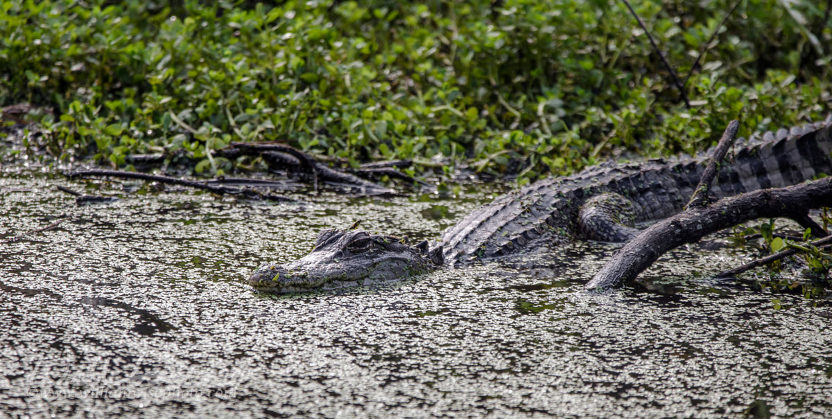 	American Alligator, Pickney Island National Wildlife Refuge Picture