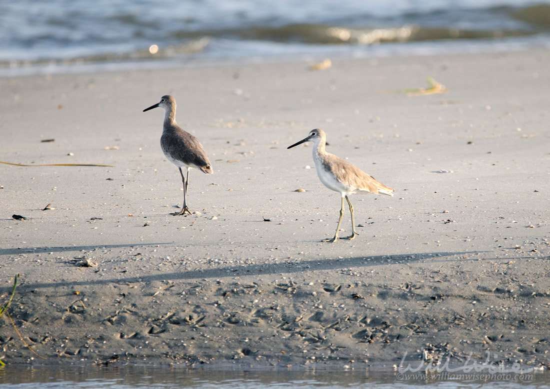 Willet shorebirds on beach, Hilton Head Island Picture