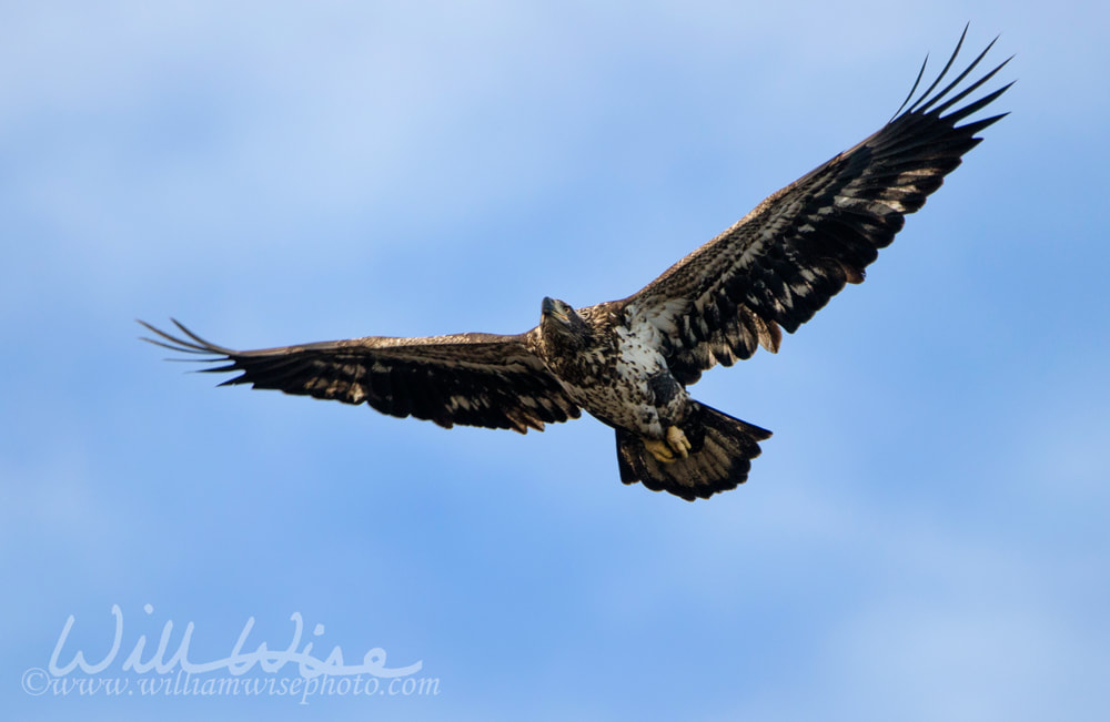 Juvenile Bald Eagle in flight, Conowingo Dam, Maryland, USA Picture