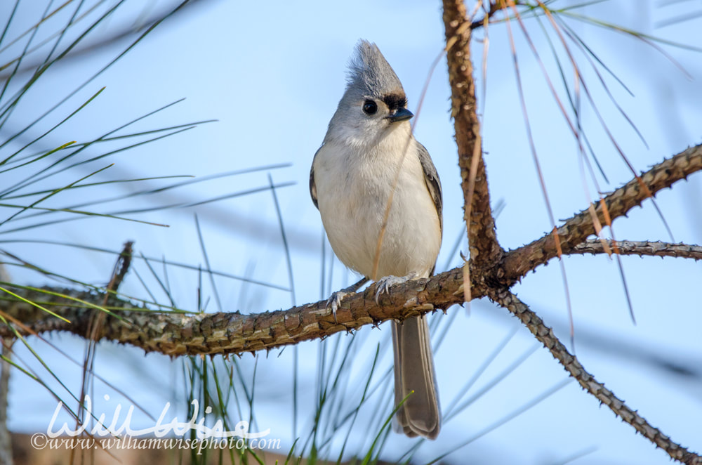 Tufted Titmouse song bird perched in pine tree, Athens, Georgia, USA Picture