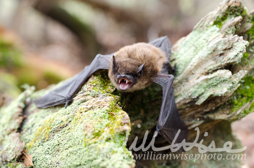 Brown Bat teeth and fangs, Georgia Picture