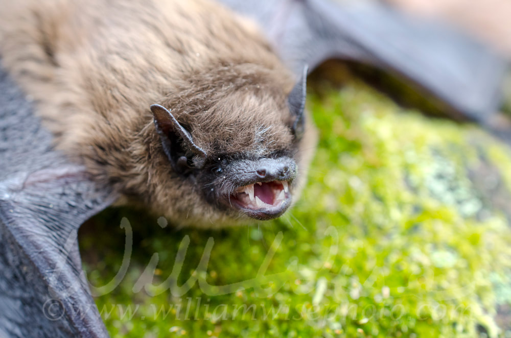 Brown Bat teeth and fangs, Georgia Picture