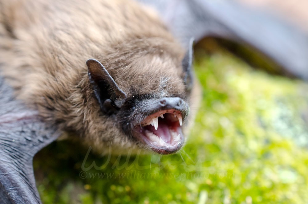 Brown Bat teeth and fangs, Georgia  Picture