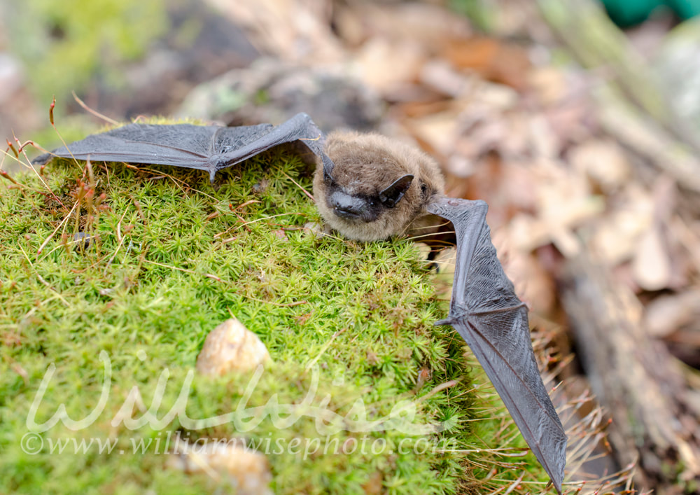 Brown Bat wings, Georgia USA Picture