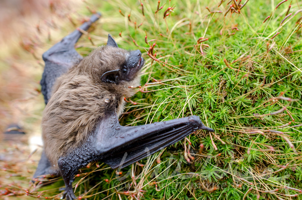  Brown Bat wings, Georgia USA Picture