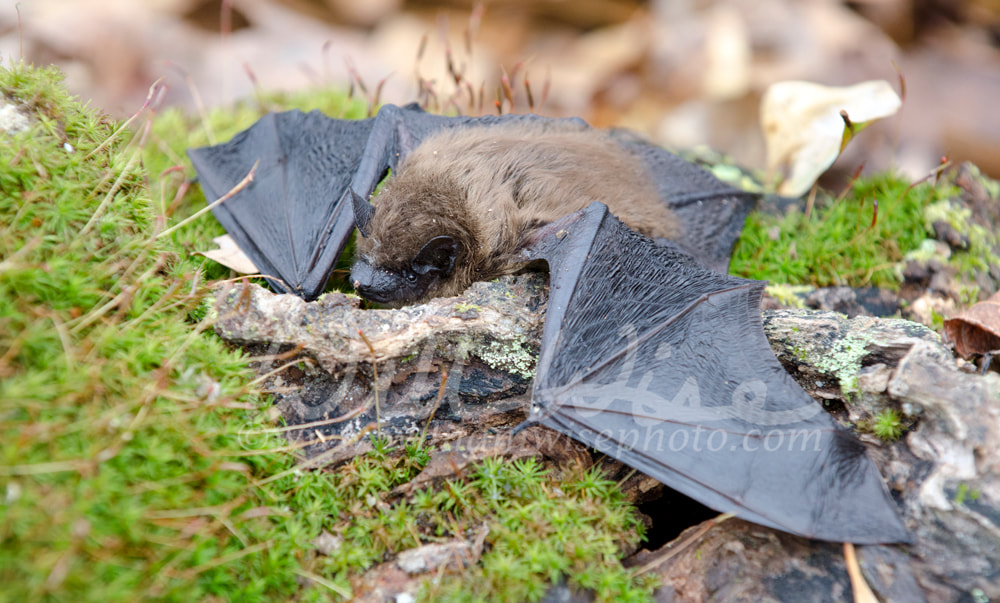 Brown Bat wings, Georgia USA Picture