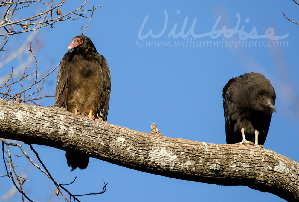 Vulture Roost Picture