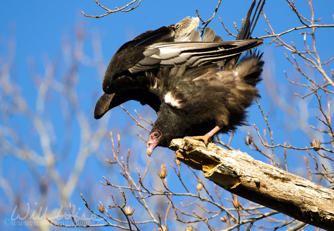 Black Vulture Roost, Georgia, USA Picture