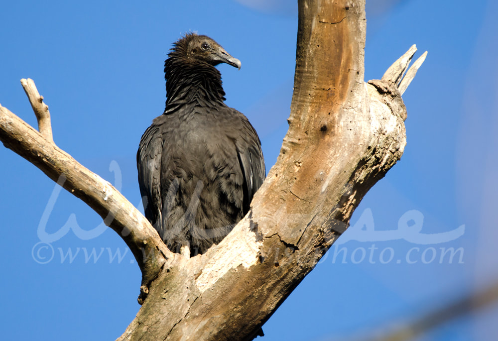  Black Vulture Roost, Georgia, USA Picture