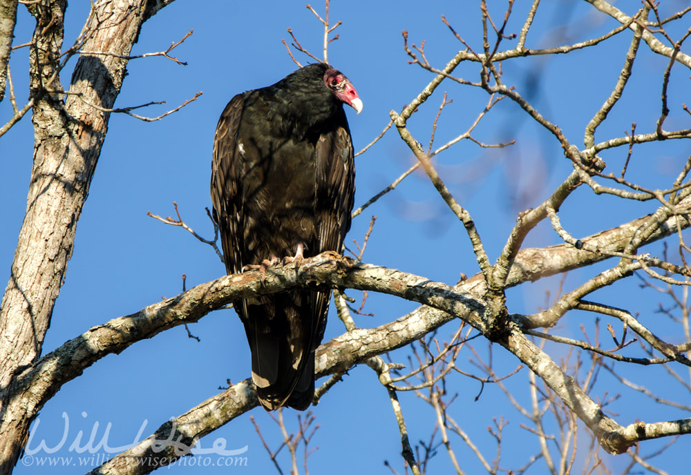 Turkey Vulture Roost, Georgia, USA Picture