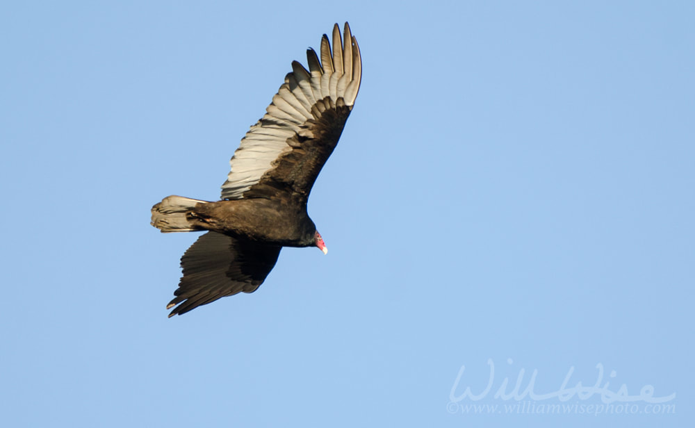 Soaring Turkey Vulture, Georgia, USA Picture
