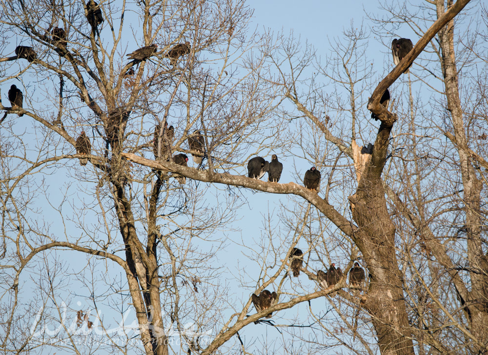 Vulture roost, Georgia, USA Picture