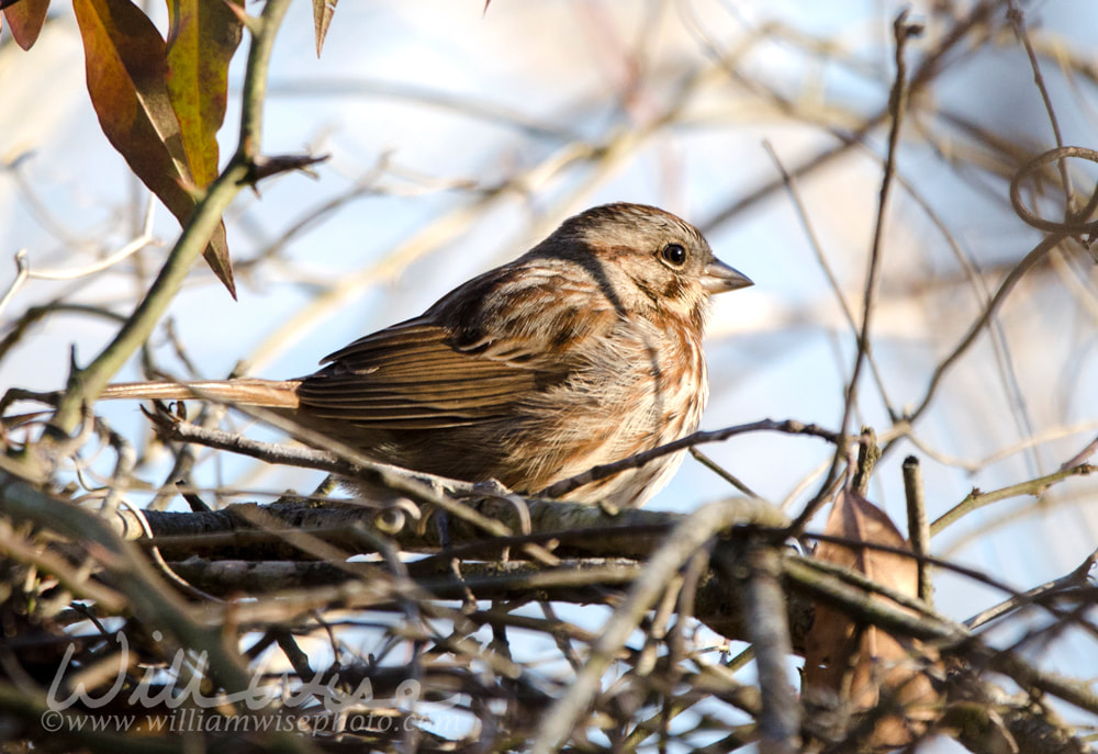 Song Sparrow bird perched near nest Picture