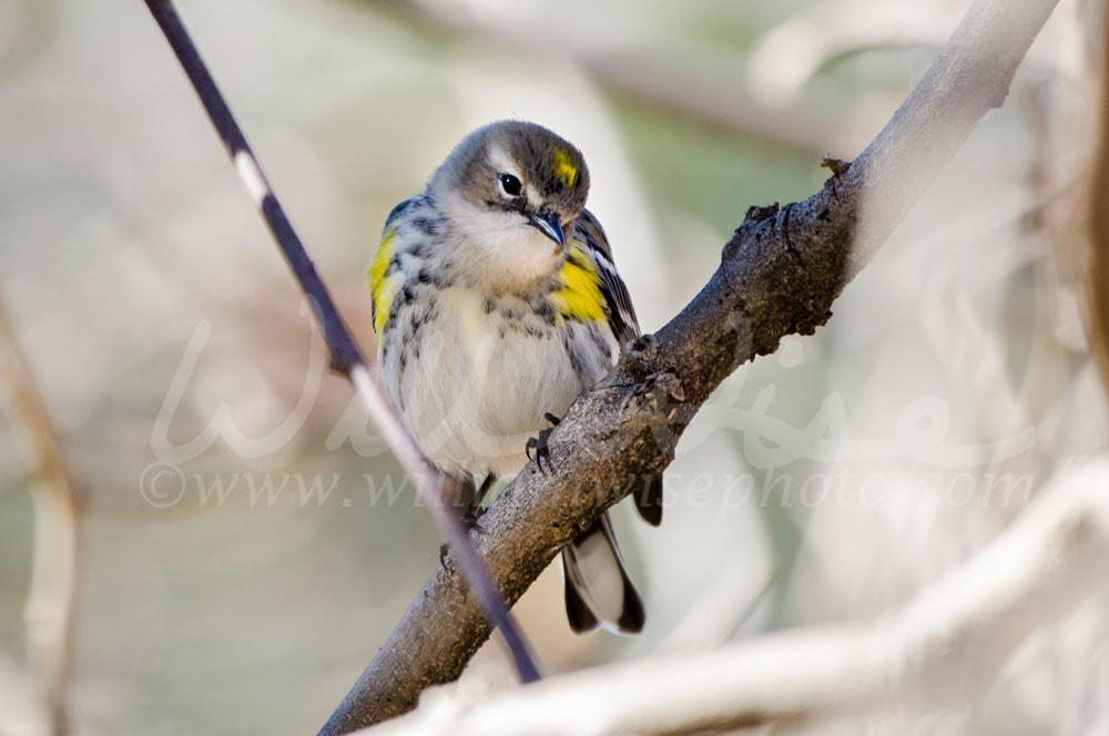 Yellow Rumped Warbler song bird, Monroe, Georgia Picture