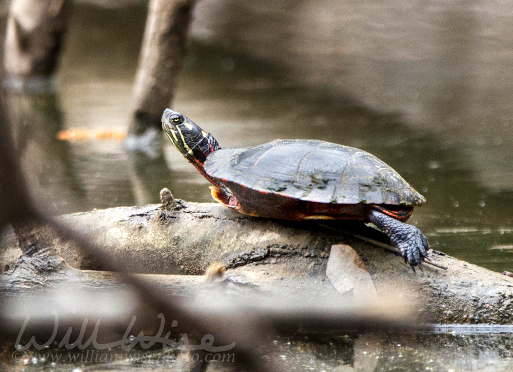 Eastern Painted Turtle Picture