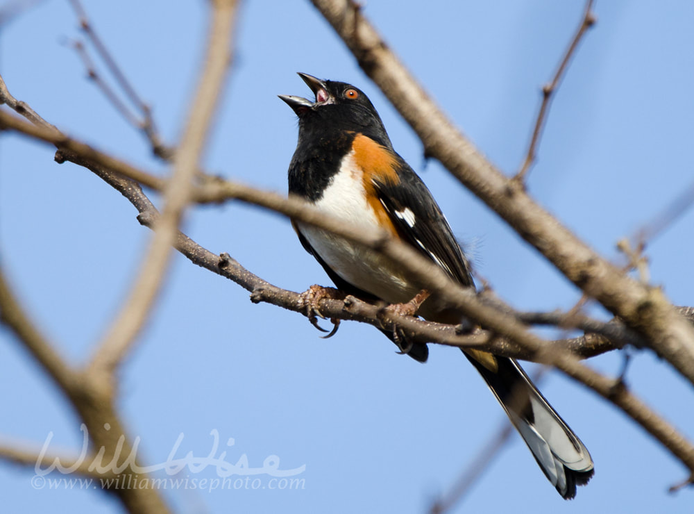 Eastern Towhee songbird singing on branch, Georgia, USA Picture