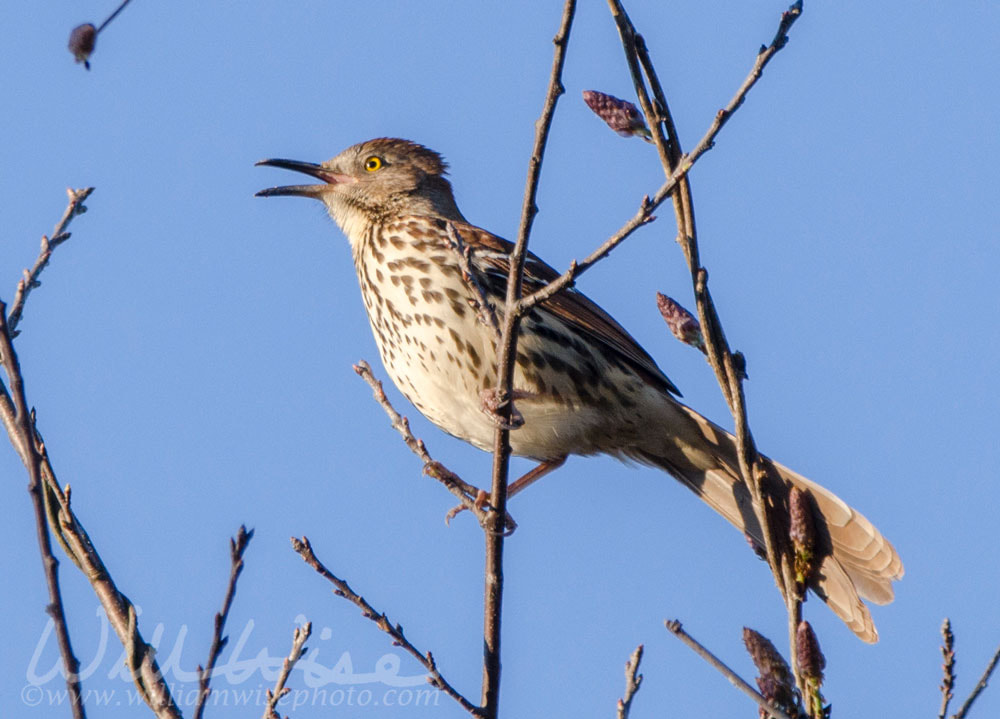 Brown Thrasher bird singing in a tree, Georgia USAPicture