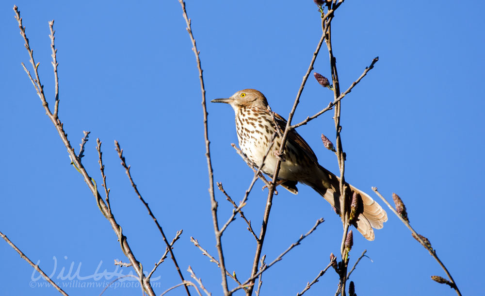 Brown Thrasher bird singing in a tree, Georgia USA Picture