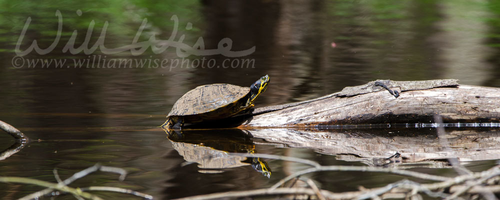 Pond Slider Turtle basking on log in pond, Georgia, USA Picture