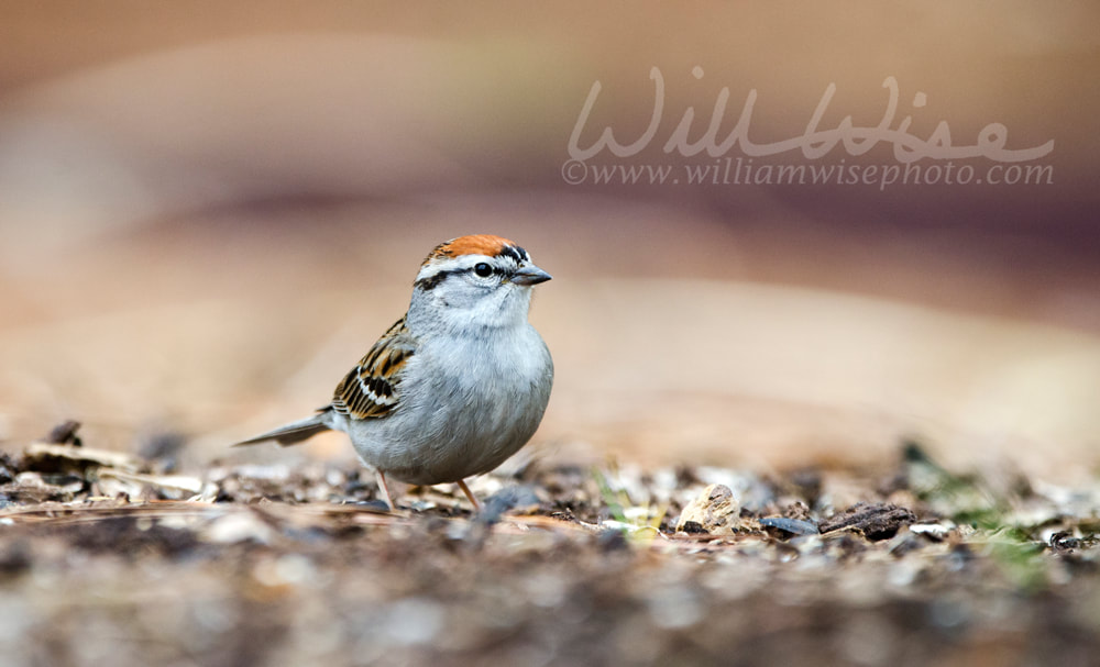 Chipping Sparrow bird eating seeds, Athens GA, USA Picture