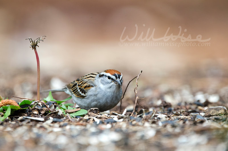 Chipping Sparrow Birding Picture
