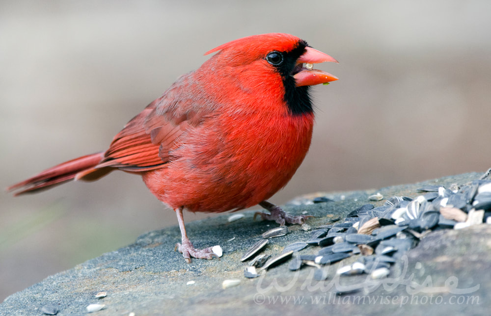 Red male Northern Cardinal bird Picture