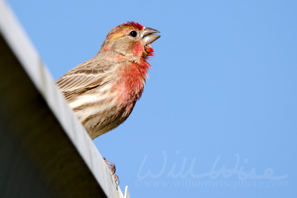 House Finch Picture