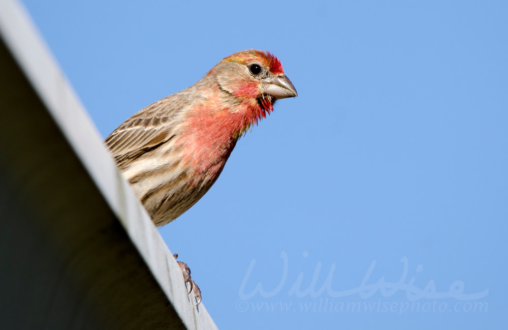 House Finch songbird perched, Athens Georgia USA Picture