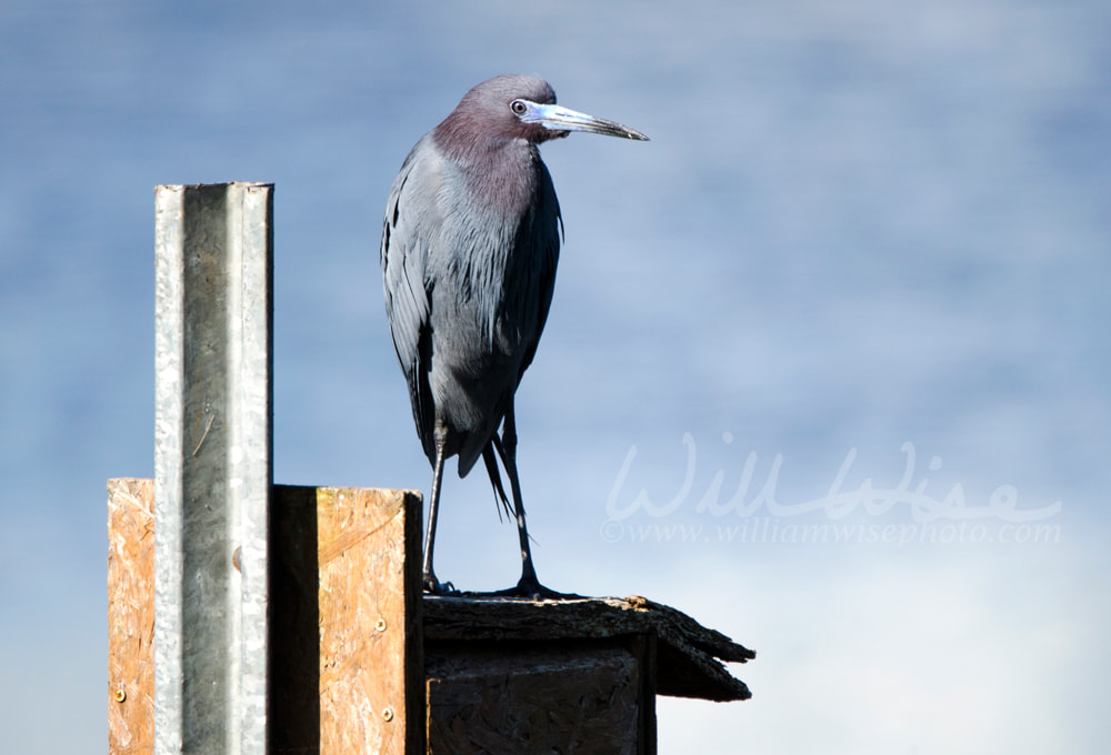 Little Blue Heron bird perched on duck box, Georgia USA Picture
