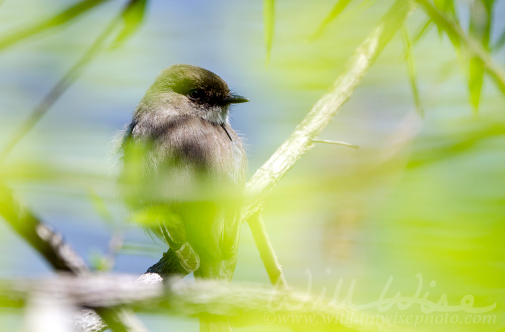Eastern Phoebe songbird hiding in leaves, Walton County Georgia, USA Picture