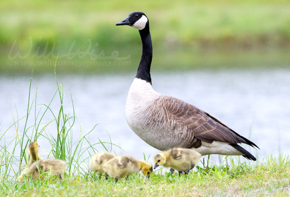 Fuzzy hatchling yellow Canada Goose babies easting greass near a pond in Monroe, GA USA Picture