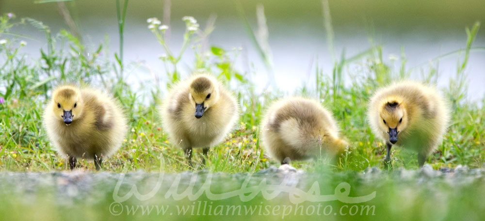 Baby Canada Goose hatchlings, Georgia, USA Picture