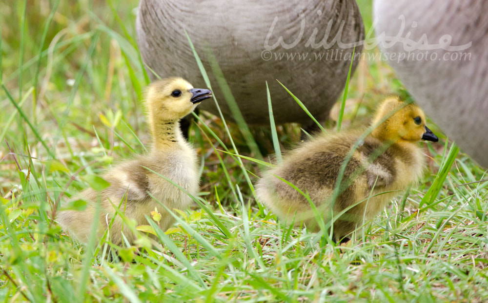 Baby Goose Goslings Picture