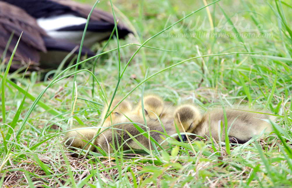 Canada Goose newborn hatchlings sleeping in a pile, Georgia, USA Picture