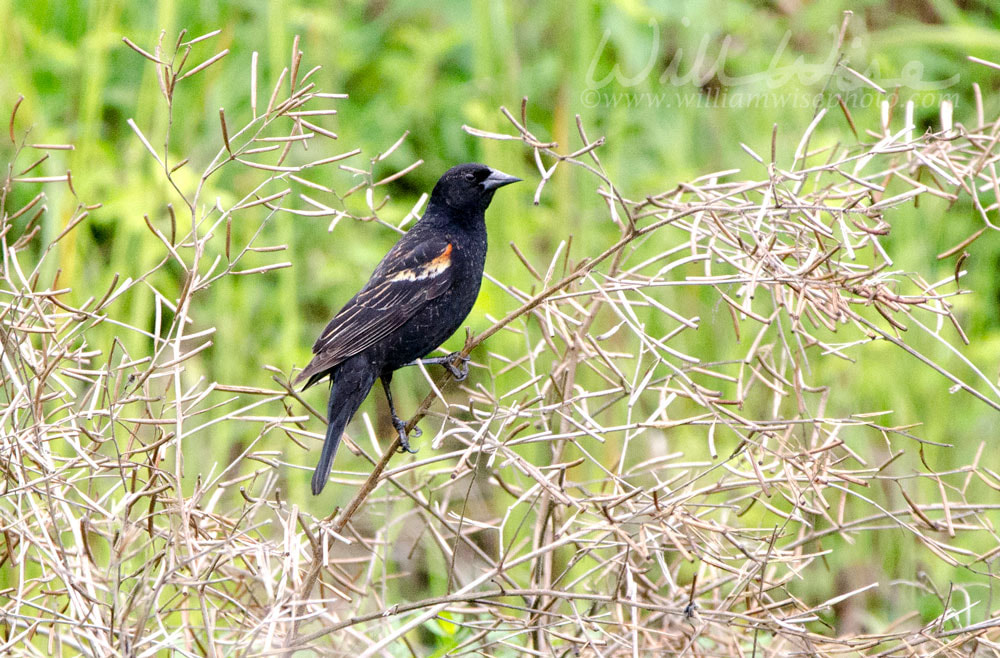 Red-winged Blackbird bird perched in pond weeds, Walton County Georgia USA Picture
