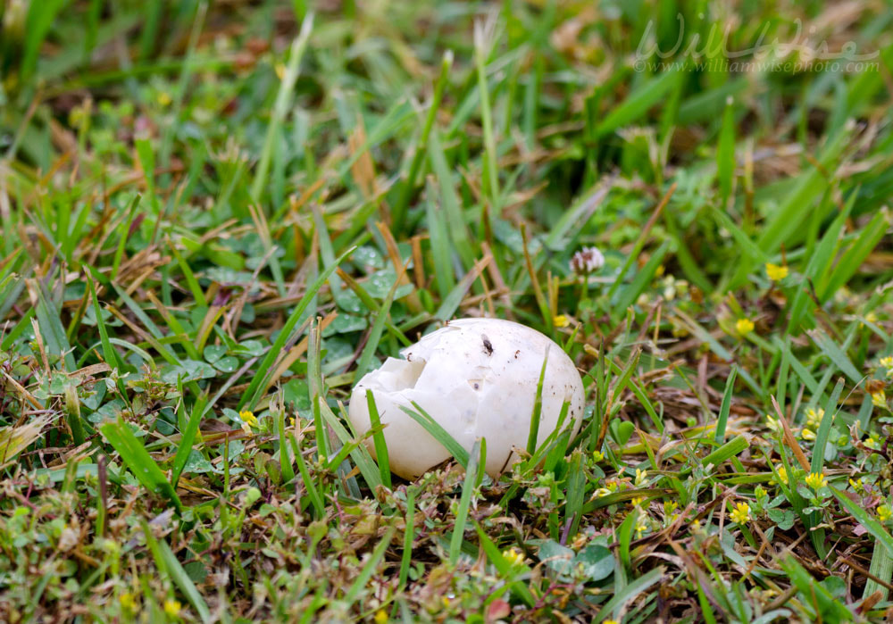 Mallard duck nest eggs plundered by raccoon predator, Georgia USA Picture