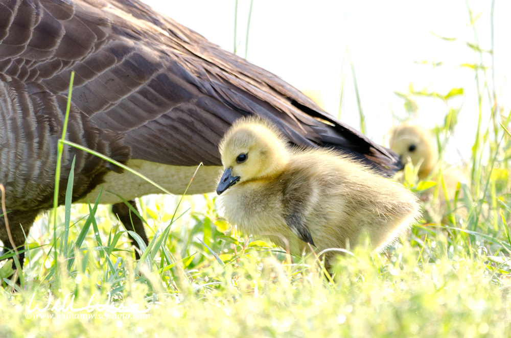 Canada Goose gosling, Monroe Georgia USA Picture