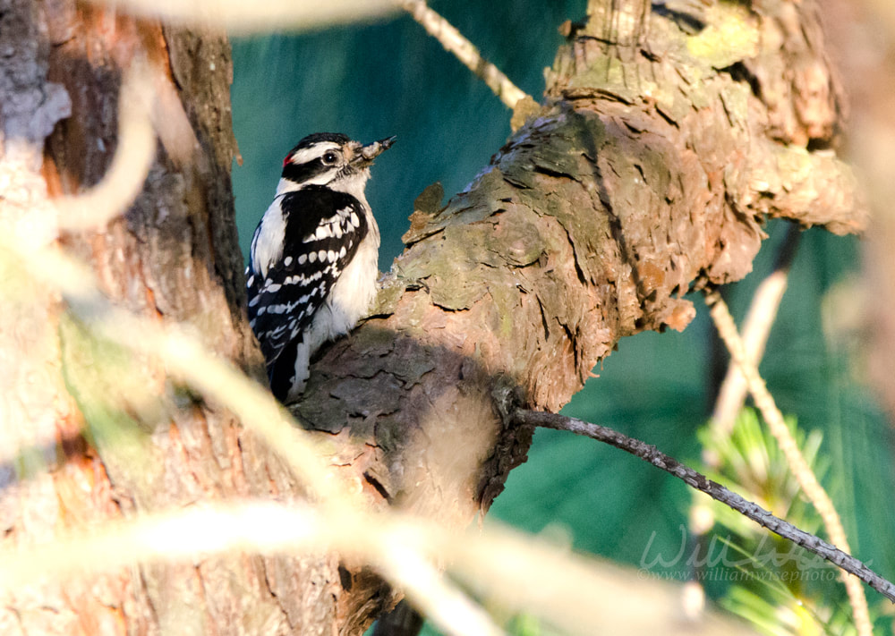 Downy Woodpecker in a pine tree, Athens Georgia USA Picture