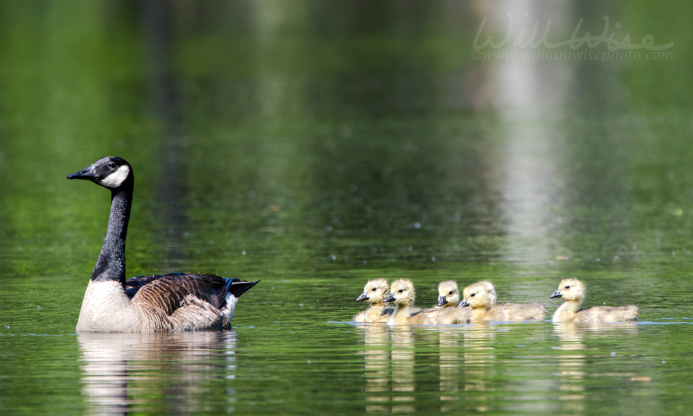 Canada Goose mother and baby goslings, Walton County, GA. Picture