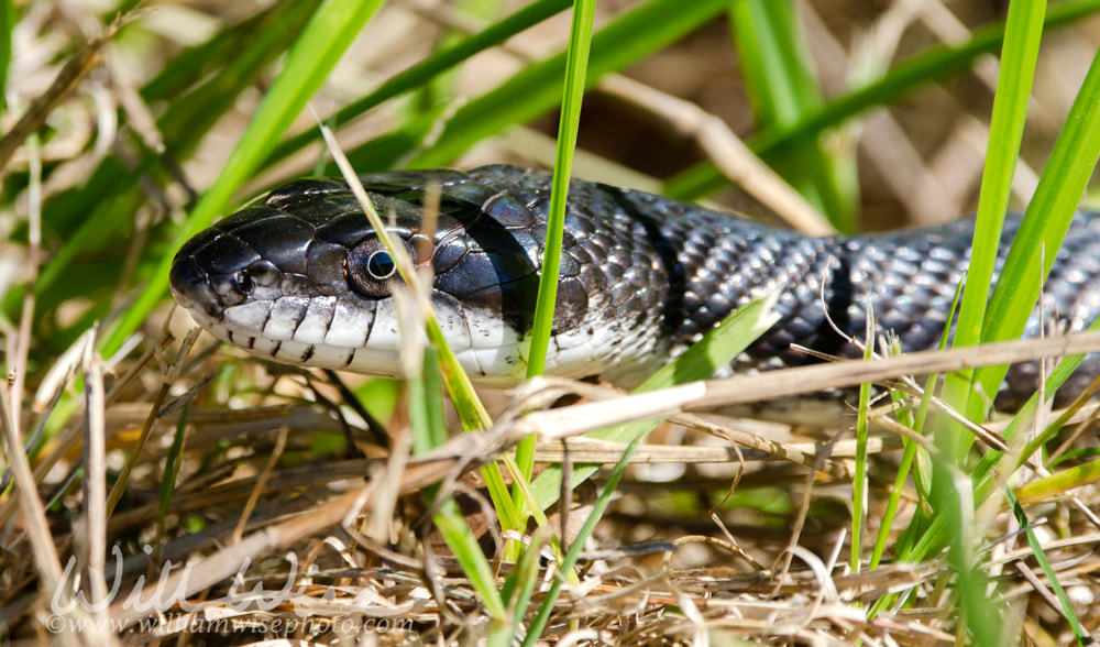 Snake in the grass, Black Ratsnake, Georgia USA Picture