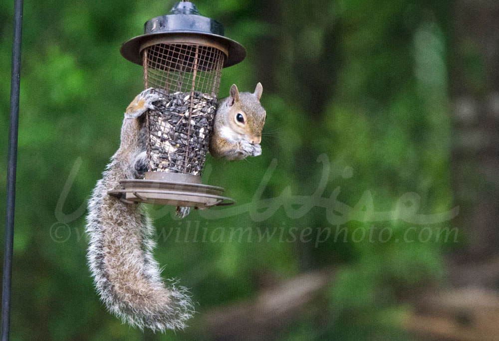 Eastern Gray Squirrel raiding bird seed feeder, Athens Georgia, USA Picture