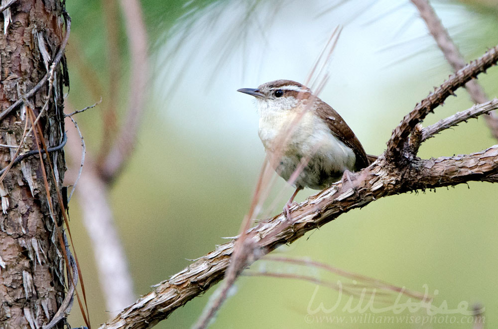Carolina Wren songbird perched in pine tree, Monroe, Walton County GA Picture